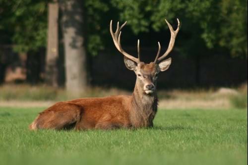 Tatton Park Deer